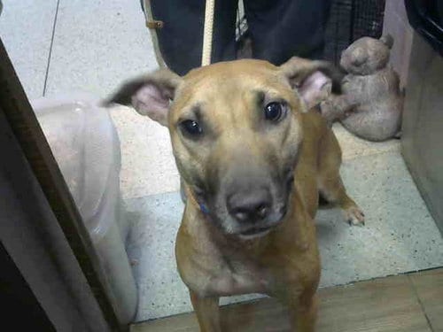 Photo of Biscuit, adoptable German Shepherd Dog in Chicago Ridge, Illinois