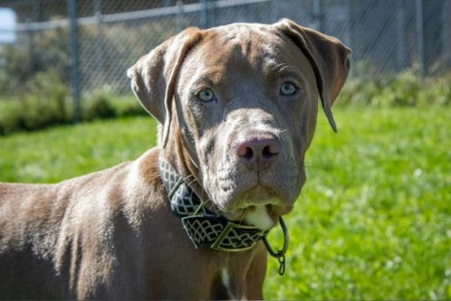 Photo of Lefty, adoptable American Bulldog in AUSTIN, Minnesota