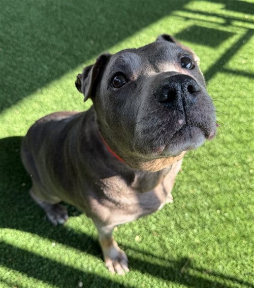 Photo of Diamond, adoptable Pit Bull Terrier in Murfreesboro, Tennessee