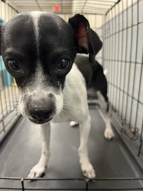 Photo of Sourdough, adoptable Chihuahua in Las Vegas, Nevada