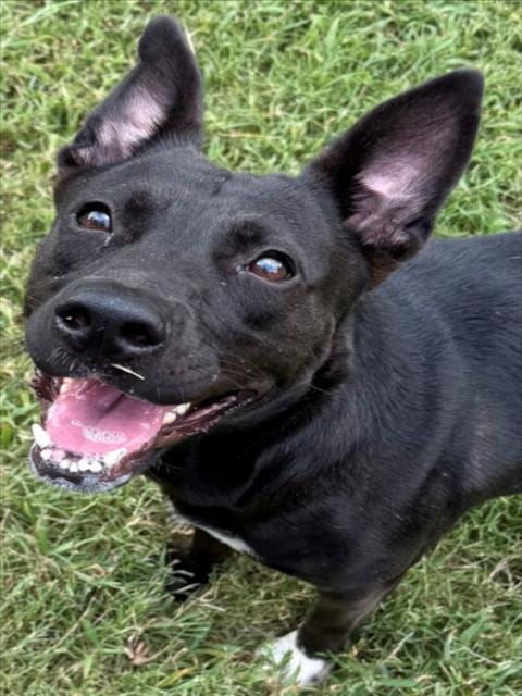 Photo of Amelia, adoptable Pit Bull Terrier in Texas City, Texas