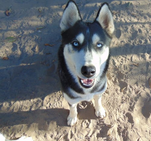 Photo of Myra, adoptable Siberian Husky in San Juan Bautista, California
