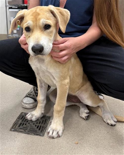 Photo of Draculara, adoptable Labrador Retriever in Baytown, Texas