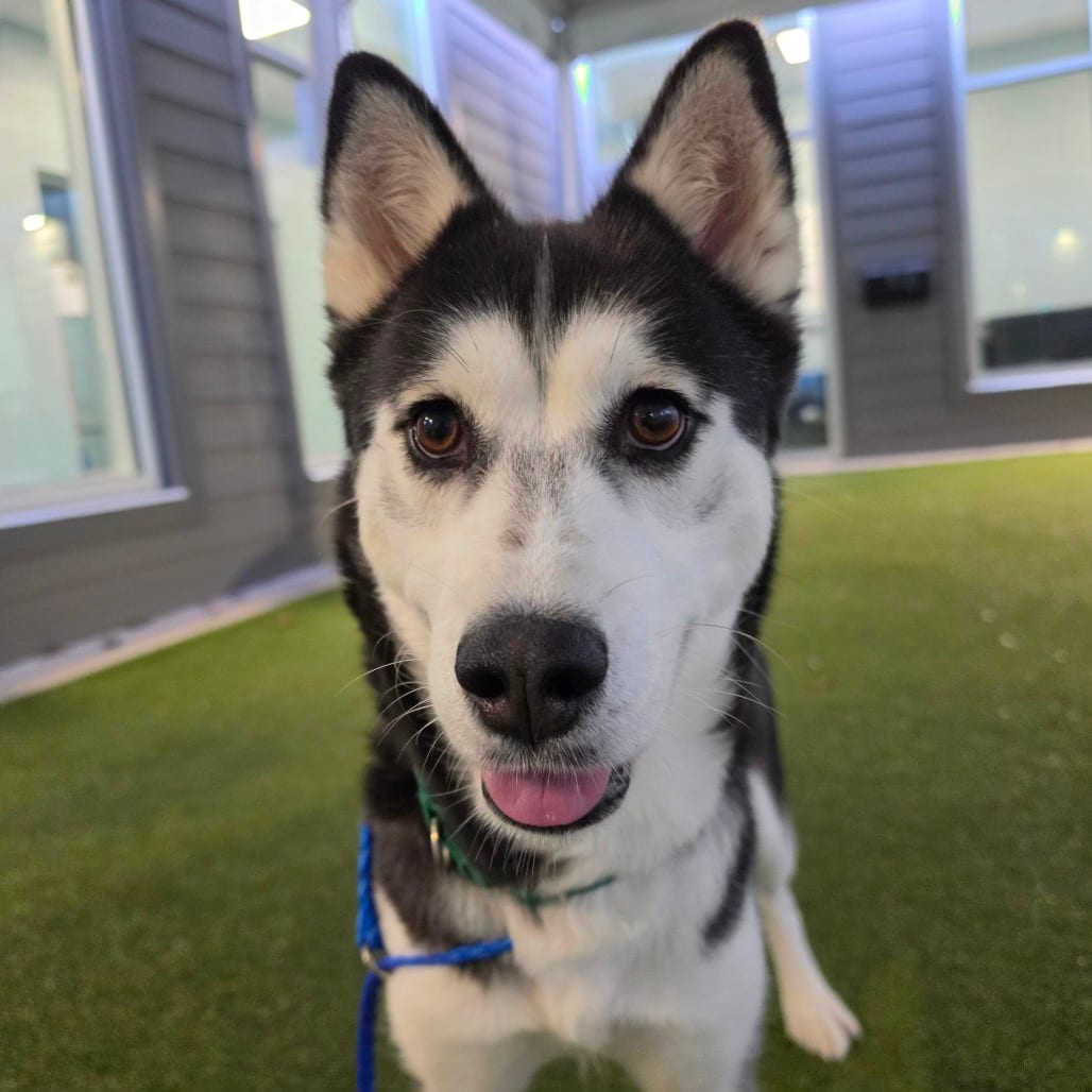 Photo of Wandering Star, adoptable Husky in Greensboro, North Carolina