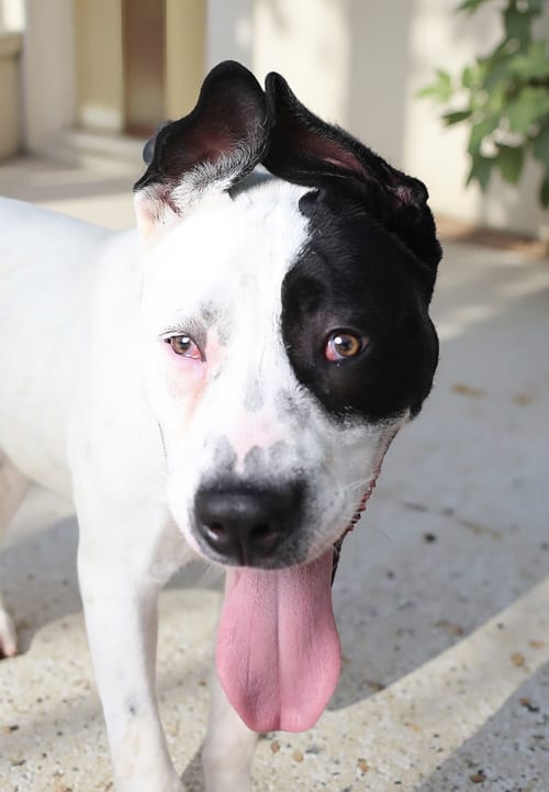 Photo of Billie, adoptable Pit Bull Terrier in Pasadena, California