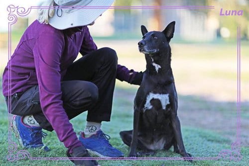 Photo of Luna, adoptable Queensland Heeler in Albuquerque, New Mexico