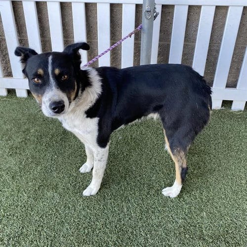Photo of A615185, adoptable Border Collie in Modesto, California