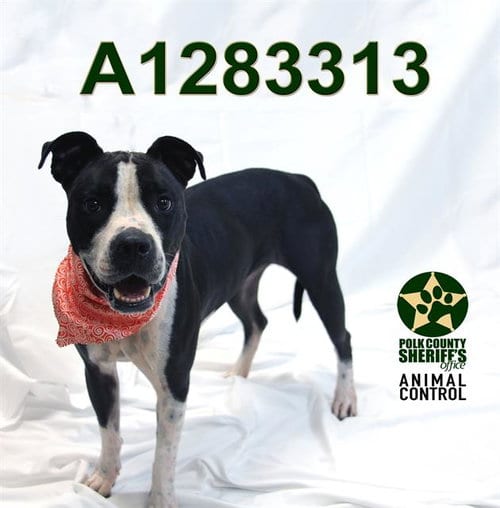 Photo of Midge, adoptable Bulldog in Winter Haven, Florida