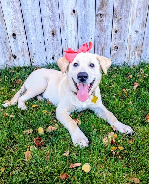Photo of Nalaa, adoptable Labrador Retriever in Sandy, Utah