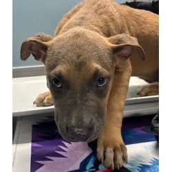Photo of Dixie, adoptable Terrier (Unknown Type, Medium) in San Antonio, Texas