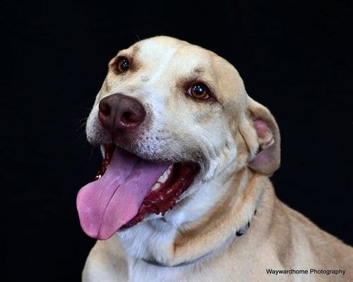 Photo of Mellow, adoptable American Pit Bull Terrier in Ocala, Florida