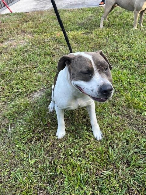 Photo of Atlas, adoptable American Bulldog in Miami, Florida