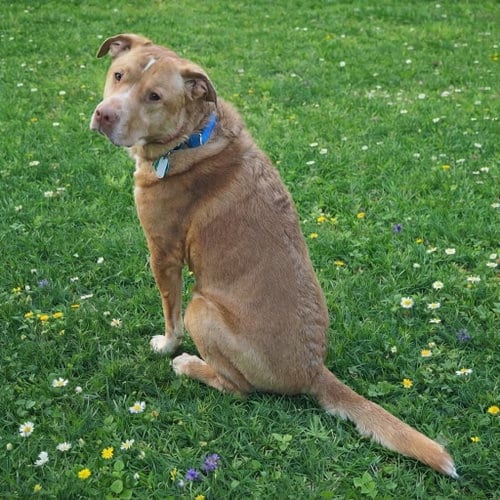 Photo of Herbie, adoptable Labrador Retriever in Cary, North Carolina