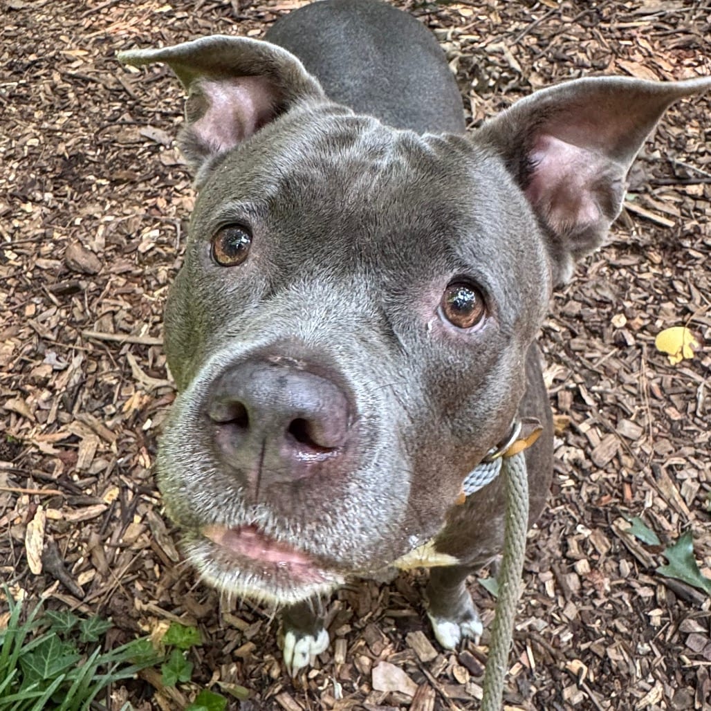 Photo of Greenbean, adoptable Mixed Breed (Large) in Decatur, Georgia