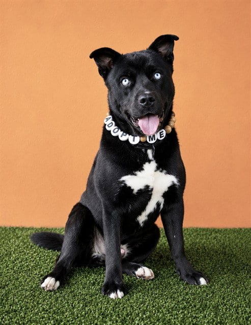 Photo of Rambo, adoptable Siberian Husky in Miami, Florida