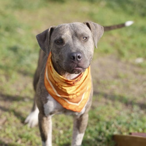 Photo of Mocha, adoptable American Staffordshire Terrier in San Antonio, Texas