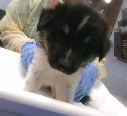 Photo of Zanay, adoptable Australian Shepherd in Phoenix, Arizona