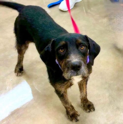 Photo of Nelda, adoptable Poodle (unknown type) in Alexander, Arkansas