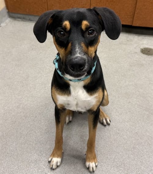 Photo of Presley, adoptable Black and Tan Coonhound in Rancho Cucamonga, California