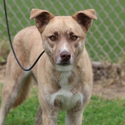 Photo of Bailee, adoptable Anatolian Shepherd in Modesto, California