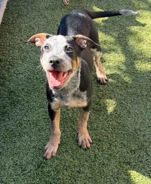 Photo of Aotrom, adoptable Australian Cattle Dog/Blue Heeler in Newcastle, Oklahoma