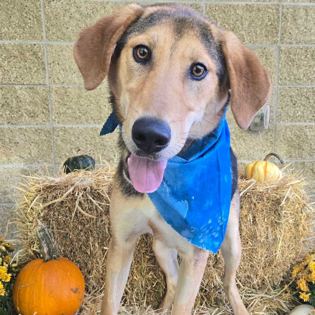 Photo of Coco, adoptable Mixed Breed (Large)