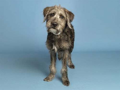 Photo of Carnyx, adoptable Irish Wolfhound in Phoenix, Arizona