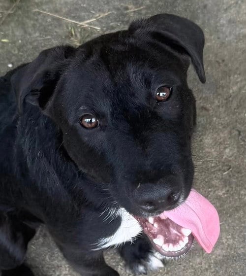 Photo of Slate, adoptable Labrador Retriever in Carrollton, Georgia