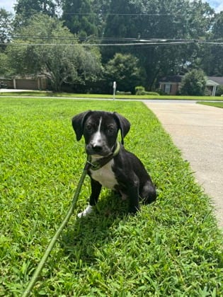 Photo of Firebird, adoptable dog in Chamblee, Georgia