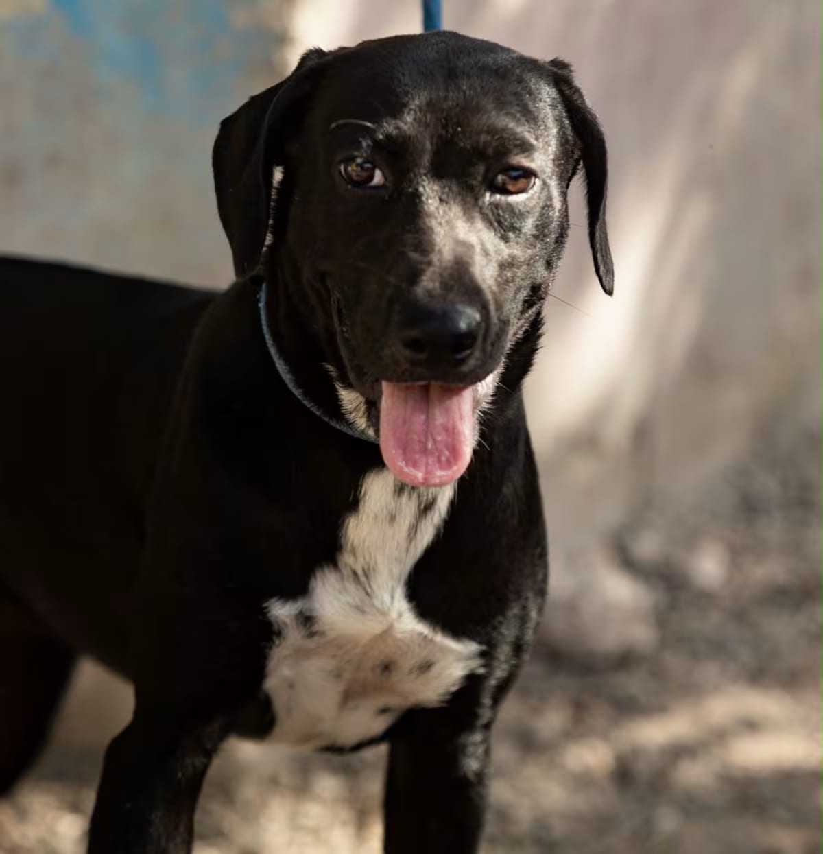 Photo of Bimba, adoptable Labrador Retriever/Whippet in New York, New York