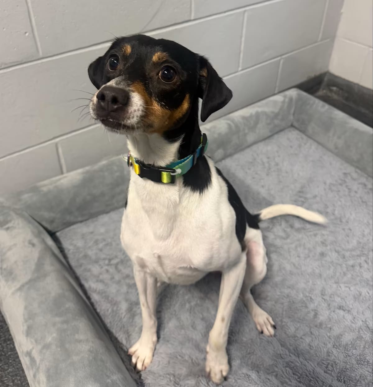 Photo of Gravedigger, adoptable Rat Terrier in Yorkville, Illinois