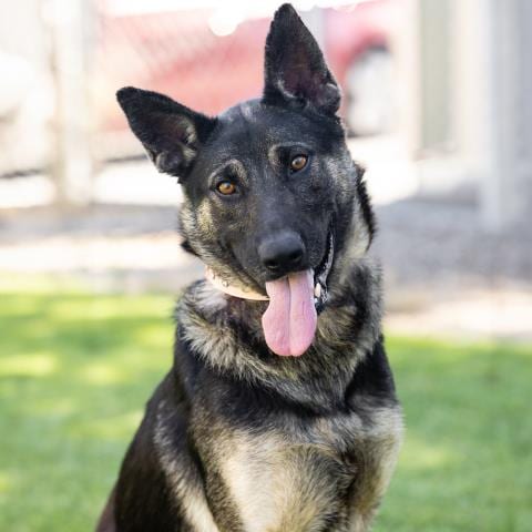 Photo of Disneyland, adoptable German Shepherd Dog in Camarillo, California