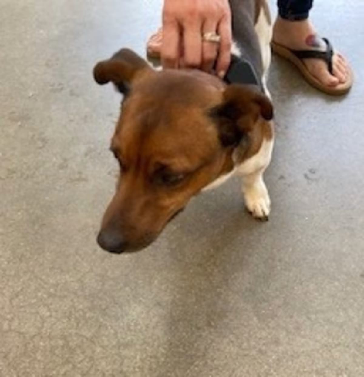 Photo of YORK-Stray-16951, adoptable Jack Russell Terrier in York, Pennsylvania