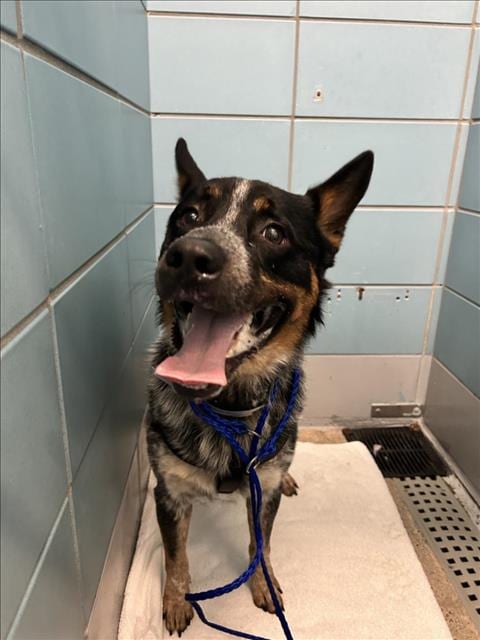 Photo of Caramel, adoptable Australian Cattle Dog/Blue Heeler in Houston, Texas