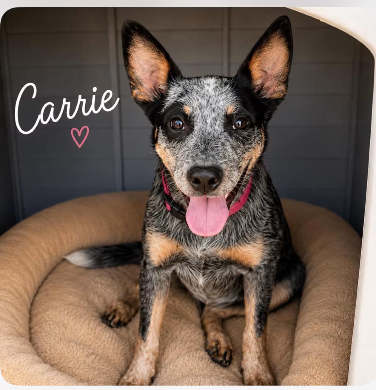 Photo of Carrie, adoptable Australian Cattle Dog in Phoenix, Arizona