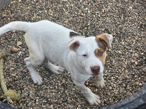 Photo of Diezel, adoptable Unknown breed in Poplar Bluff, Missouri