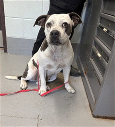 Photo of Chica, adoptable American Pit Bull Terrier in Corpus Christi, Texas