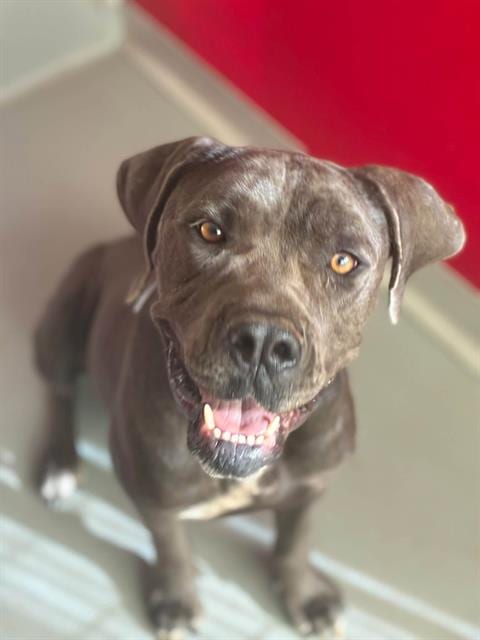 Photo of Isla, adoptable Cane Corso Mastiff in Visalia, California