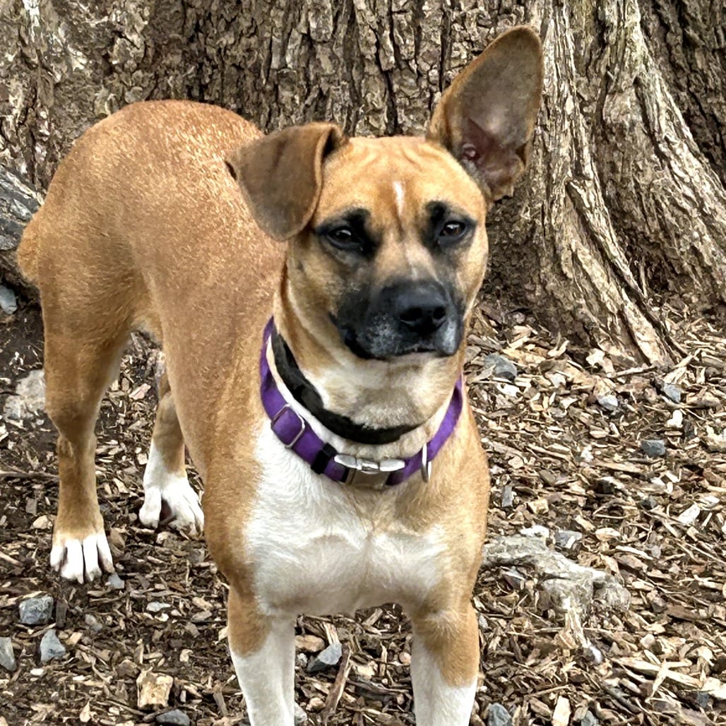 Photo of Smiley, adoptable Mixed Breed (Medium) in Maryland, Maryland