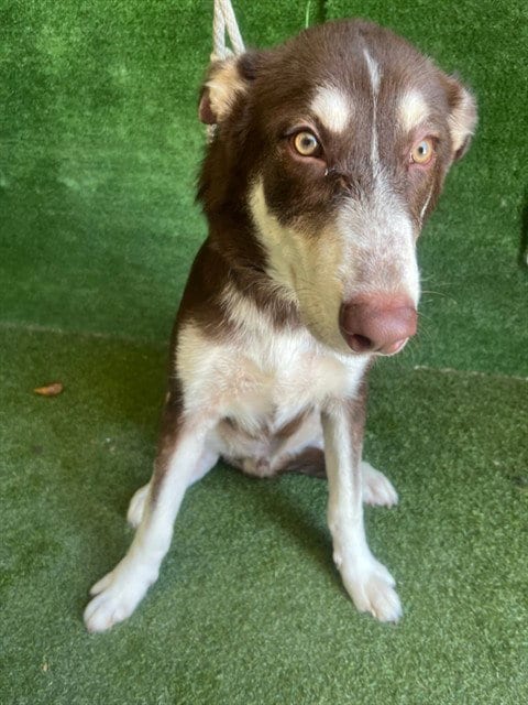 Photo of Nino Brown, adoptable Siberian Husky in Lancaster, California