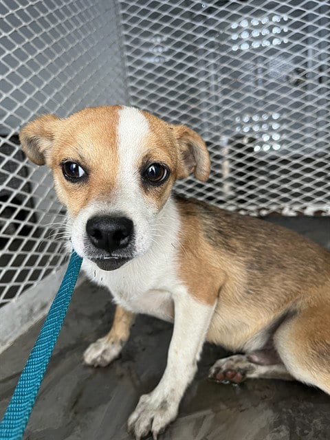 Photo of Spring, adoptable Chihuahua in Bakersfield, California