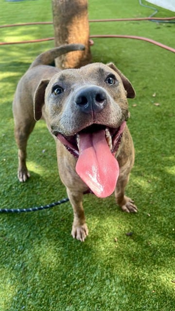 Photo of Dinero Strong, adoptable Terrier in Miami, Florida