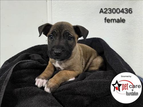 Photo of Pumpkin, adoptable Belgian Shepherd Malinois in Los Angeles, California