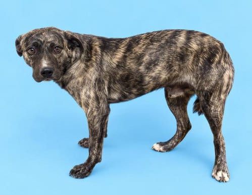 Photo of Dirk, adoptable Dutch Shepherd in HESPERIA, California