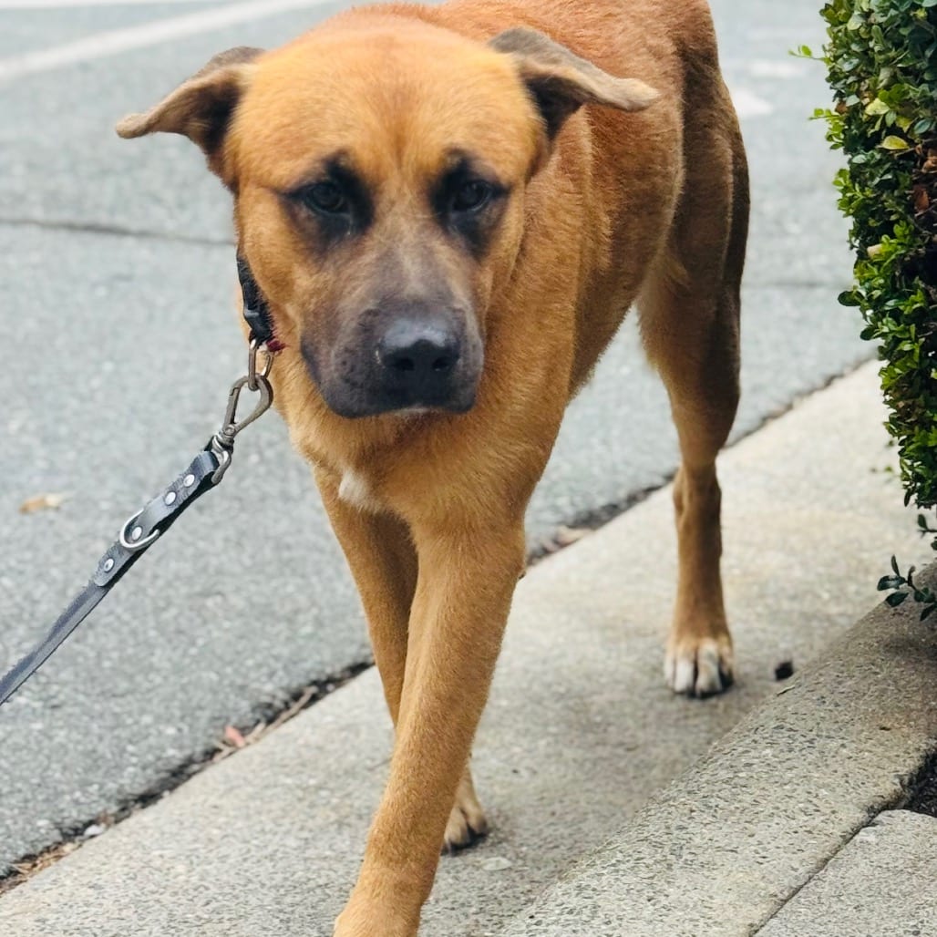 Photo of Tobby, adoptable Mixed Breed (Large) in Winston-Salem, North Carolina