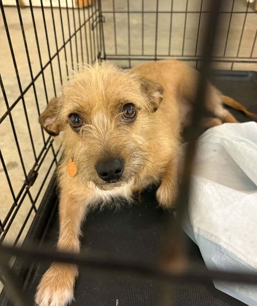 Photo of Bambi, adoptable Border Terrier in Harrison, Arkansas