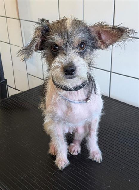 Photo of Jules, adoptable Terrier in Downey, California