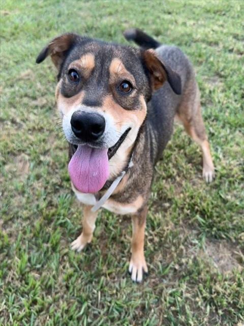Photo of Mary-Kate, adoptable German Shepherd Dog in Conroe, Texas
