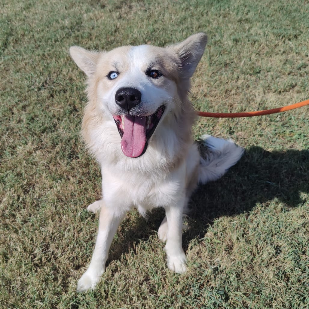 Photo of Lucky Charms, adoptable Mixed Breed (Medium) in Chattanooga, Tennessee