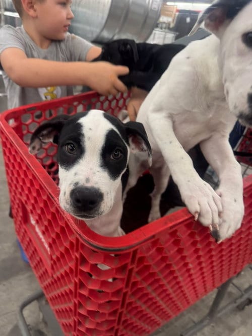 Photo of Buzz, adoptable American Pit Bull Terrier in New Oxford, Pennsylvania